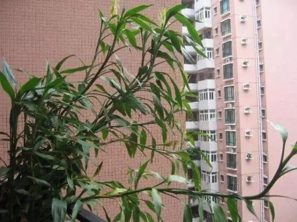 富贵竹在家怎么养