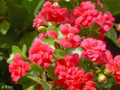 长寿花怎样剪枝 长寿花剪枝方法和时间