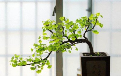 银杏盆景怎么养 银杏老桩盆景栽培技术要点