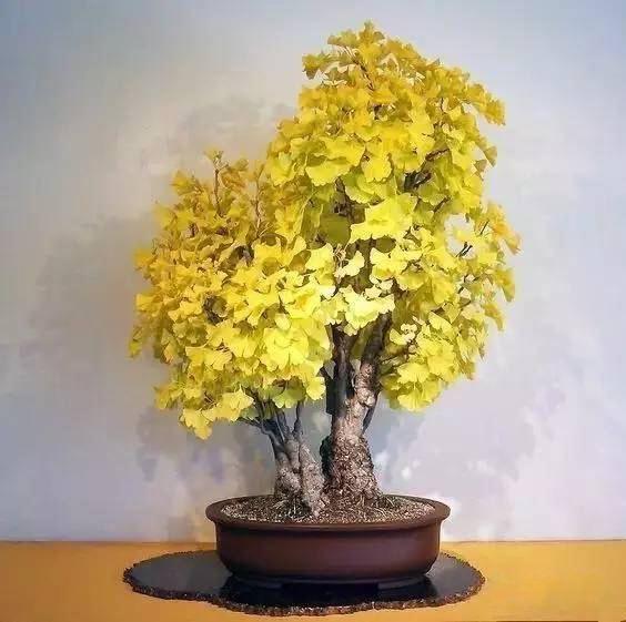 银杏盆景怎么养