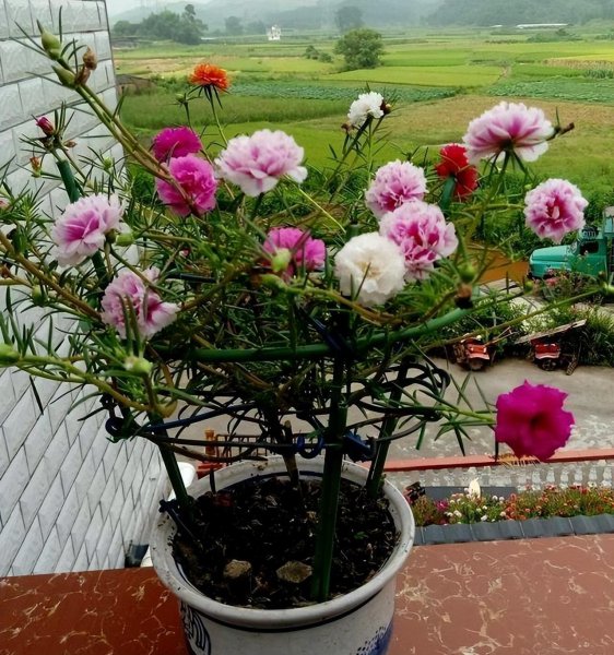 太阳花盆栽怎么养