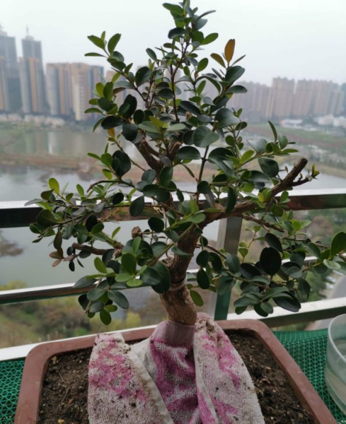 瓜子黄杨盆景如何养护
