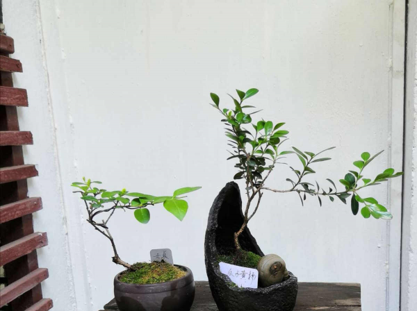 瓜子黄杨盆景如何养护