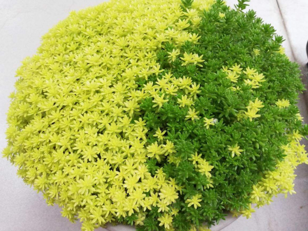常见的多肉植物有哪些