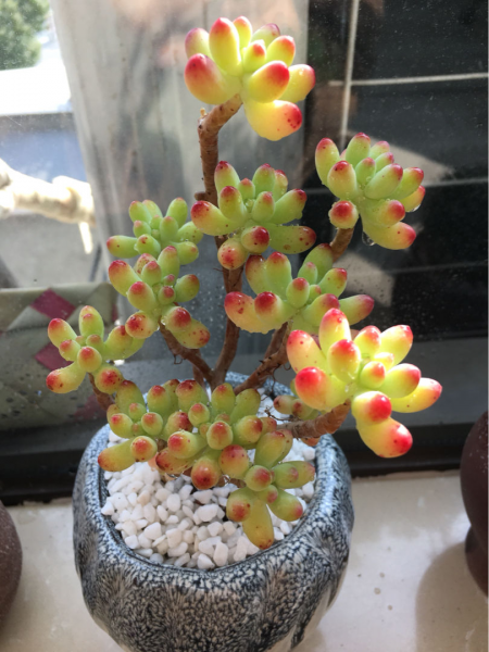 常见的多肉植物有哪些