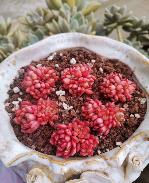 常见的多肉植物有哪些