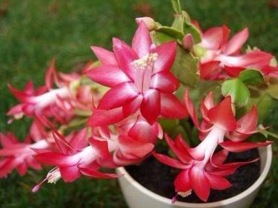 蟹爪兰花怎么养