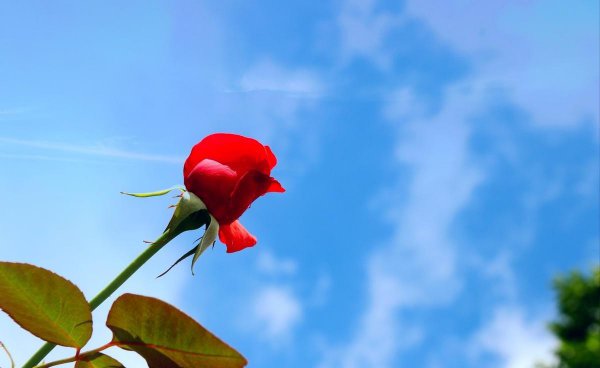 玫瑰花盆栽怎么养