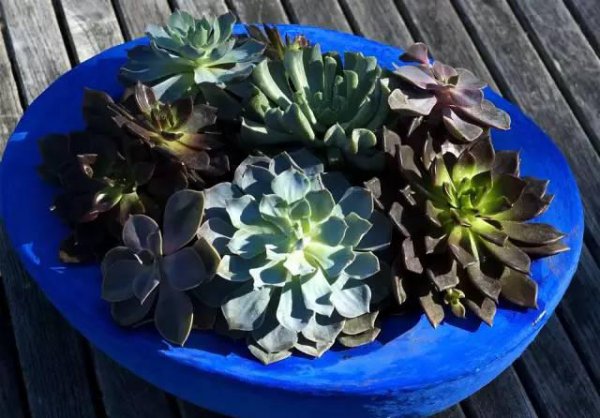 绿植盆栽要怎么养