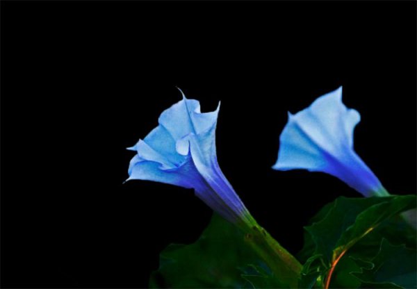 曼陀罗花的花语是什么