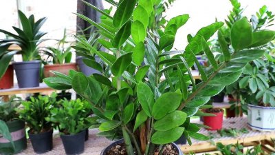 适合在室内养的花有哪些 室内植物盆景六大排名