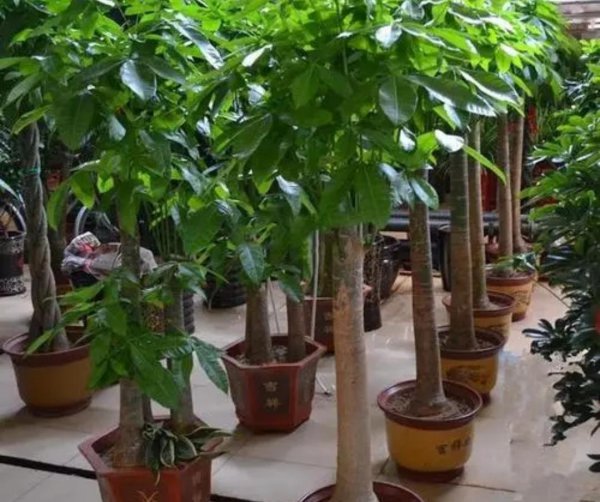 适合在室内养的花有哪些