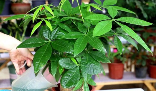 适合在室内养的花有哪些