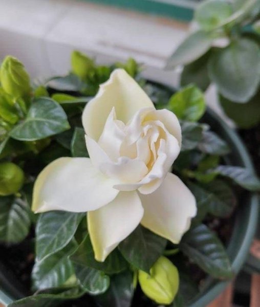 盆栽栀子花冬天怎么养