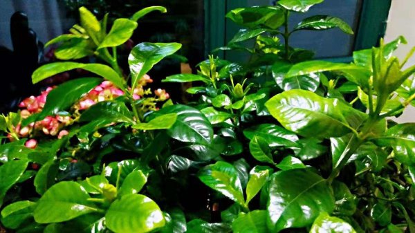 盆栽栀子花冬天怎么养