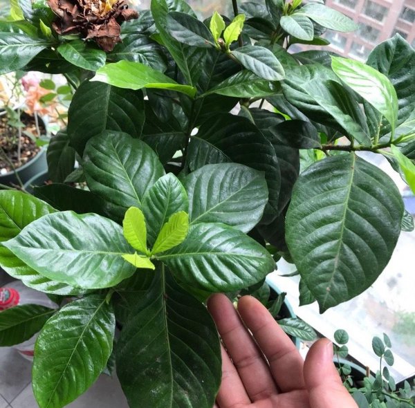 盆栽栀子花冬天怎么养