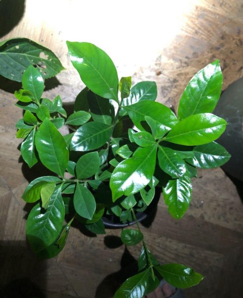 盆栽栀子花冬天怎么养