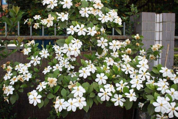 盆栽栀子花冬天怎么养