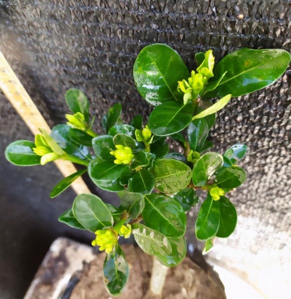盆栽栀子花冬天怎么养