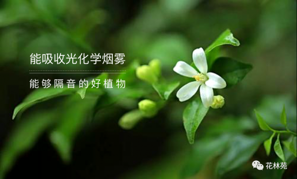 七里香寓意着什么
