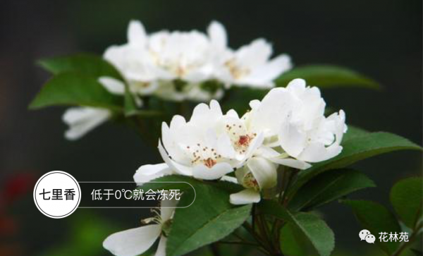 七里香寓意着什么