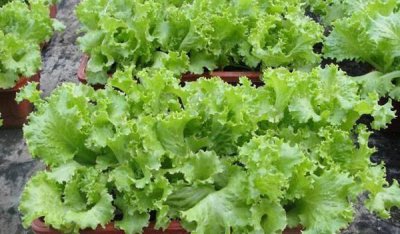 盆栽蔬菜怎么种植 有关蔬菜的栽培技术