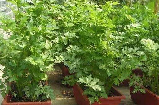 盆栽蔬菜怎么种植