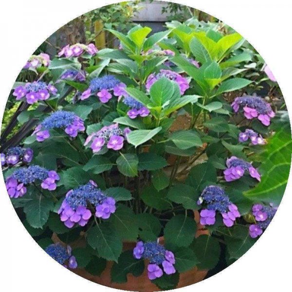 绣球花花语是什么意思