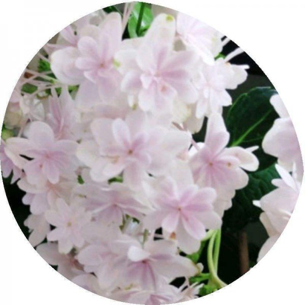 绣球花花语是什么意思