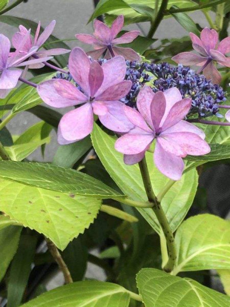 绣球花花语是什么意思