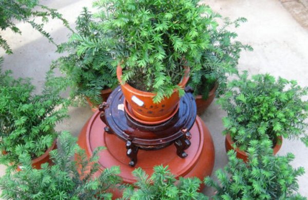 好养的大型绿植有哪些