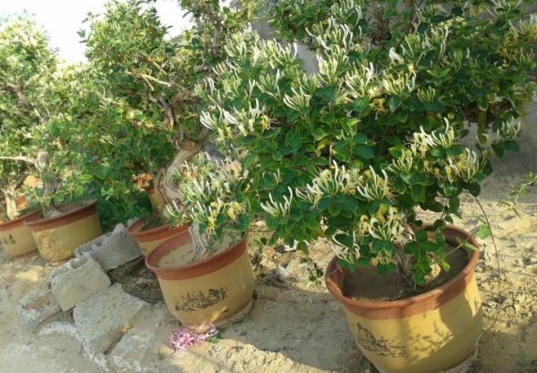 好养的大型绿植有哪些