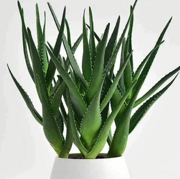 好养的大型绿植有哪些