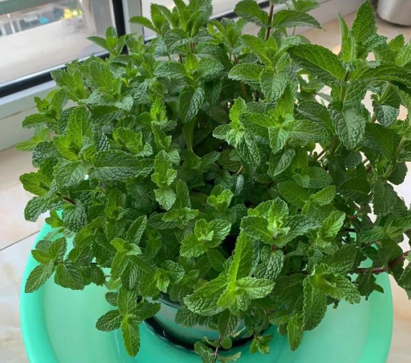 好养的大型绿植有哪些