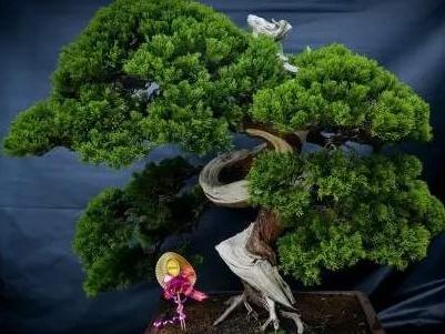 柏树盆景怎么养护