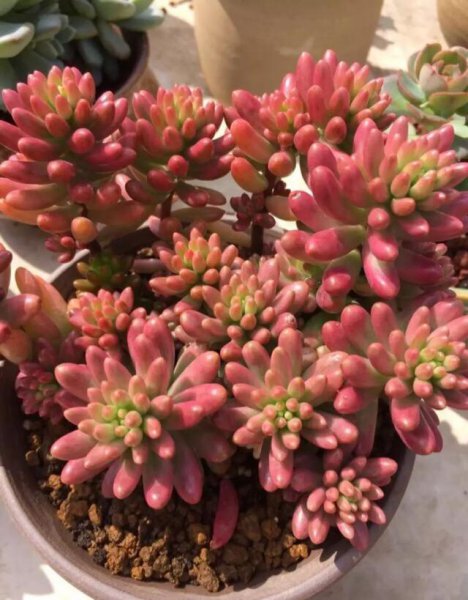 多肉植物怎么养才能更旺盛