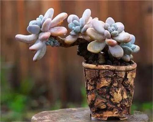 多肉植物怎么养才能更旺盛