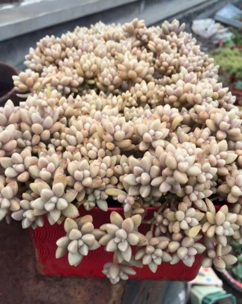 多肉植物怎么养才能更旺盛