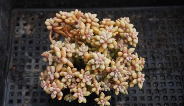 多肉植物怎么养才能更旺盛