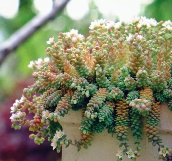 多肉植物怎么养才能更旺盛