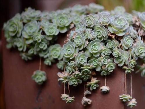 多肉植物怎么养才能更旺盛