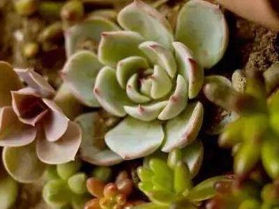 怎样种多肉植物
