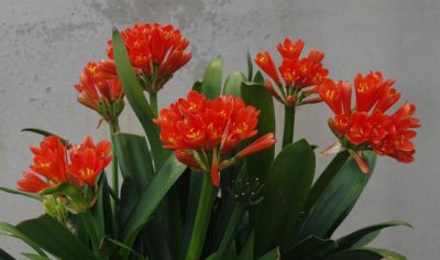如何给兰花浇水 养君子兰浇水技巧