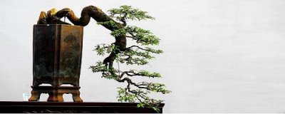 适合做盆景的植物有哪些 好养的盆景树种推荐