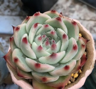 好的多肉植物有哪些 好养的多肉植物排名