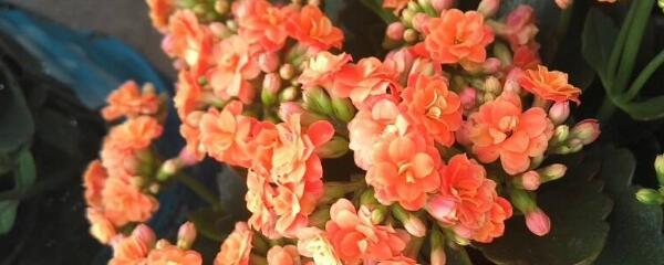 长寿花怎么扦插