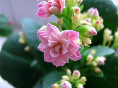 长寿花怎么扦插