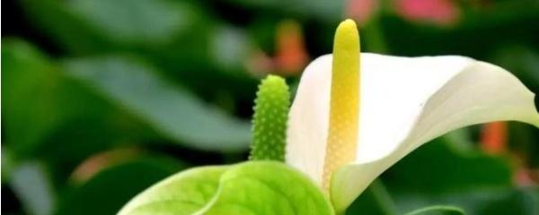 白掌怎么养殖