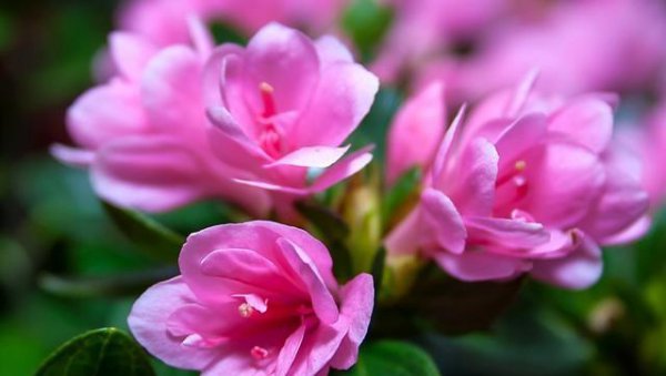 杜鹃花品种有哪些
