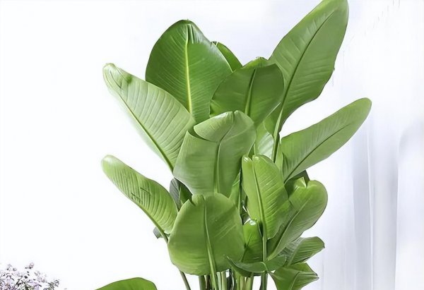 天堂鸟绿植怎么养